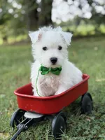 AKC Green , a male West Highland White Terrier for sale in Paducah, KY – 9 of 9