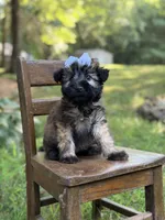 AKC Sylvia , a female Soft Coated Wheaten Terrier for sale in Paducah, KY – 8 of 10