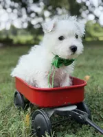 AKC Green , a male West Highland White Terrier for sale in Paducah, KY – 3 of 9