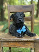 Blue, a male Scottish Terrier and West Highland White Terrier for sale in Paducah, KY – 4 of 7