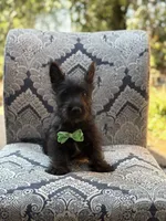 Cabo, a male Scottish Terrier and West Highland White Terrier for sale in Paducah, KY – 10 of 10