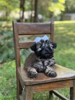 AKC Sylvia , a female Soft Coated Wheaten Terrier for sale in Paducah, KY – 6 of 10