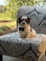 Mason, a male Yorkshire Terrier and Biewer for sale in Paducah, KY – 3 of 10