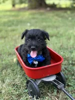 Blue , a male Scottish Terrier and West Highland White Terrier for sale in Paducah, KY – 1 of 7