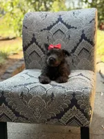 Cora, a female Scottish Terrier and West Highland White Terrier for sale in Paducah, KY – 2 of 10