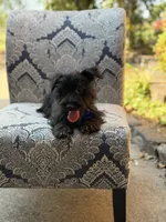 Riley, a male Scottish Terrier and West Highland White Terrier for sale in Paducah, KY – 5 of 10