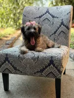 AKC Sophie, a female Soft Coated Wheaten Terrier for sale in Paducah, KY – 2 of 10