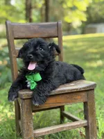 Riley, a male Scottish Terrier and West Highland White Terrier for sale in Paducah, KY – 8 of 8