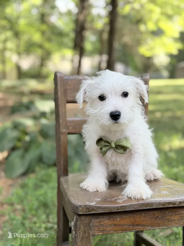 AKC Green  – West Highland White Terrier puppy for sale in Paducah, KY