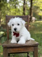 Ringo, a male Scottish Terrier and West Highland White Terrier for sale in Paducah, KY – 4 of 7