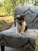 Maddox, a male Yorkshire Terrier and Biewer for sale in Paducah, KY – 2 of 10