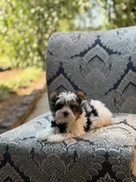 Mason, a male Yorkshire Terrier and Biewer for sale in Paducah, KY – 2 of 10