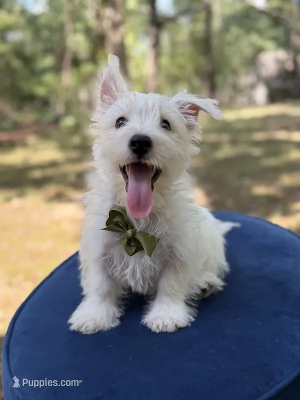 Ringo – Scottish Terrier, West Highland White Terrier puppy for sale in Paducah, KY