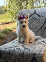 Regina , a female Scottish Terrier and West Highland White Terrier for sale in Paducah, KY – 10 of 10