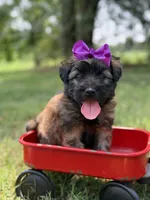 AKC Purple , a female Soft Coated Wheaten Terrier for sale in Paducah, KY – 7 of 8