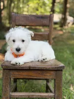 Polar, a male Scottish Terrier and West Highland White Terrier for sale in Paducah, KY – 9 of 10