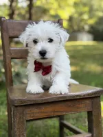 Ringo, a male Scottish Terrier and West Highland White Terrier for sale in Paducah, KY – 3 of 7