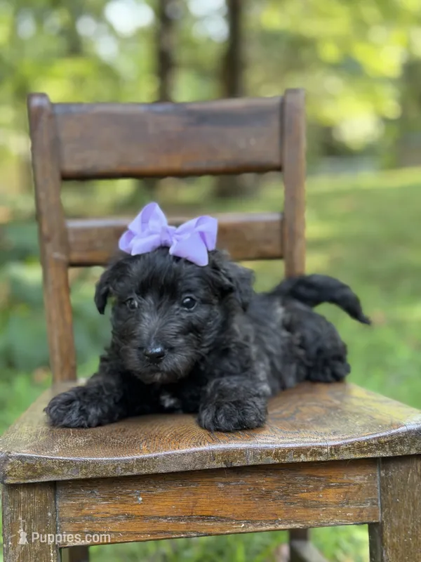 Purple – Scottish Terrier, West Highland White Terrier puppy for sale in Paducah, KY