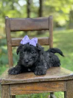 Purple, a female Scottish Terrier and West Highland White Terrier for sale in Paducah, KY – 1 of 10