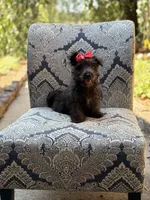 Cora, a female Scottish Terrier and West Highland White Terrier for sale in Paducah, KY – 8 of 10