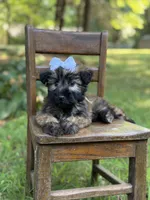 AKC Sylvia , a female Soft Coated Wheaten Terrier for sale in Paducah, KY – 2 of 10