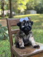AKC Sylvia , a female Soft Coated Wheaten Terrier for sale in Paducah, KY – 9 of 10