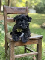 Ripley , a male Scottish Terrier and West Highland White Terrier for sale in Paducah, KY – 9 of 9