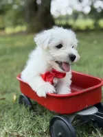 Red, a male Scottish Terrier and West Highland White Terrier for sale in Paducah, KY – 6 of 10