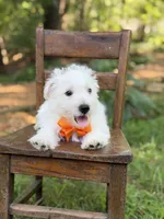 Polar, a male Scottish Terrier and West Highland White Terrier for sale in Paducah, KY – 7 of 10