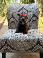 Cora, a female Scottish Terrier and West Highland White Terrier for sale in Paducah, KY – 9 of 10