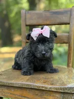 Pink, a female Scottish Terrier and West Highland White Terrier for sale in Paducah, KY – 8 of 10