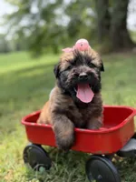 AKC Sophie, a female Soft Coated Wheaten Terrier for sale in Paducah, KY – 4 of 10