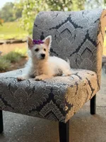 Regina , a female Scottish Terrier and West Highland White Terrier for sale in Paducah, KY – 9 of 10