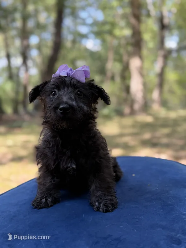 Purple – Scottish Terrier, West Highland White Terrier puppy for sale in Paducah, KY