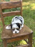 Maxwell, a male Yorkshire Terrier and Biewer for sale in Paducah, KY – 4 of 10