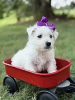 Purple, a female Scottish Terrier and West Highland White Terrier for sale in Paducah, KY – 4 of 10