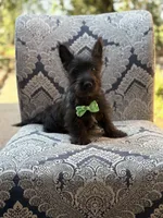 Cabo, a male Scottish Terrier and West Highland White Terrier for sale in Paducah, KY – 7 of 10