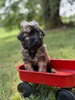 AKC Silver, a female Soft Coated Wheaten Terrier for sale in Paducah, KY – 7 of 7
