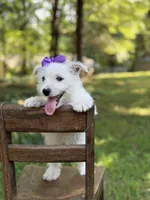 Regina , a female Scottish Terrier and West Highland White Terrier for sale in Paducah, KY – 6 of 10