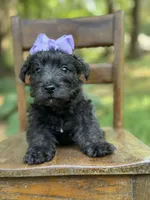 Purple, a female Scottish Terrier and West Highland White Terrier for sale in Paducah, KY – 5 of 10