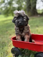 AKC Silver, a female Soft Coated Wheaten Terrier for sale in Paducah, KY – 5 of 7