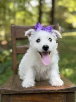 Regina , a female Scottish Terrier and West Highland White Terrier for sale in Paducah, KY – 3 of 10