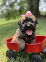 AKC Sophie, a female Soft Coated Wheaten Terrier for sale in Paducah, KY – 1 of 10