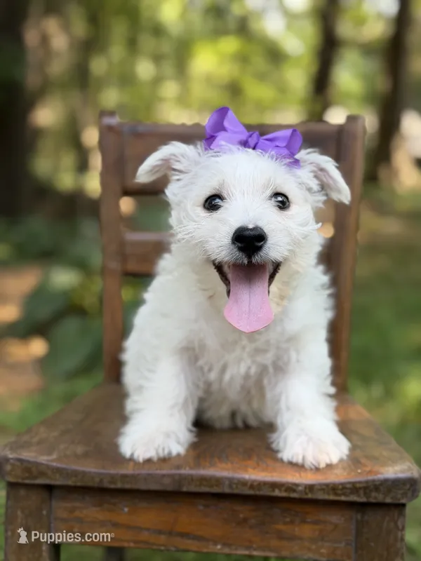 Regina  – Scottish Terrier, West Highland White Terrier puppy for sale in Paducah, KY