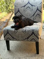 Riley, a male Scottish Terrier and West Highland White Terrier for sale in Paducah, KY – 10 of 10