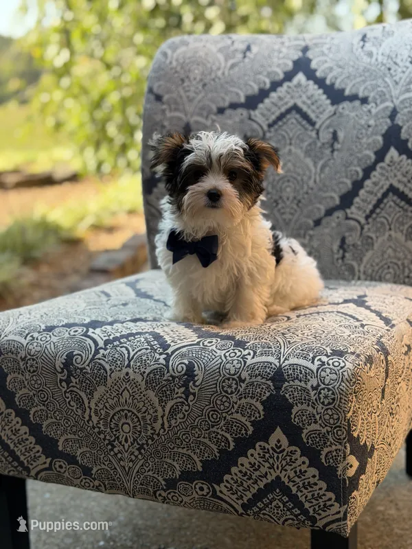 Mason – Yorkshire Terrier, Biewer puppy for sale in Paducah, KY