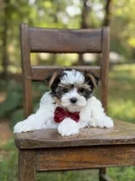 Mason, a male Yorkshire Terrier and Biewer for sale in Paducah, KY – 4 of 10