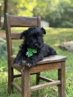 Riley, a male Scottish Terrier and West Highland White Terrier for sale in Paducah, KY – 3 of 8