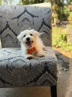 Polar, a male Scottish Terrier and West Highland White Terrier for sale in Paducah, KY – 3 of 9