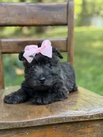 Pink, a female Scottish Terrier and West Highland White Terrier for sale in Paducah, KY – 2 of 10